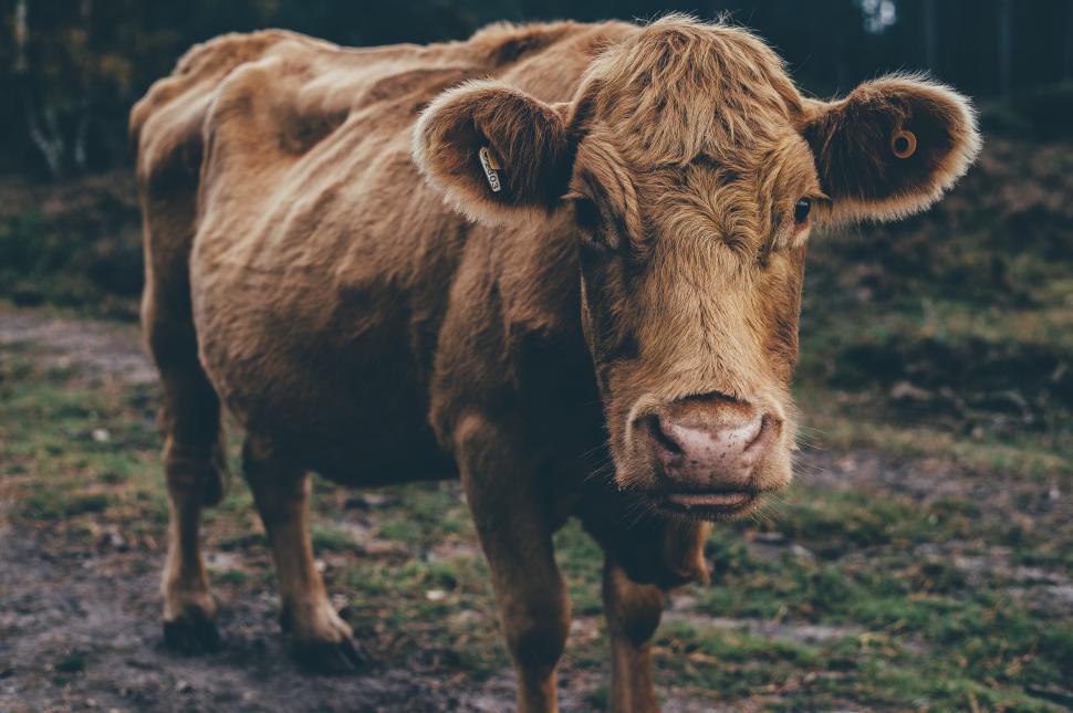 Free Image of Brown Cow Standing on Grass Covered Field 