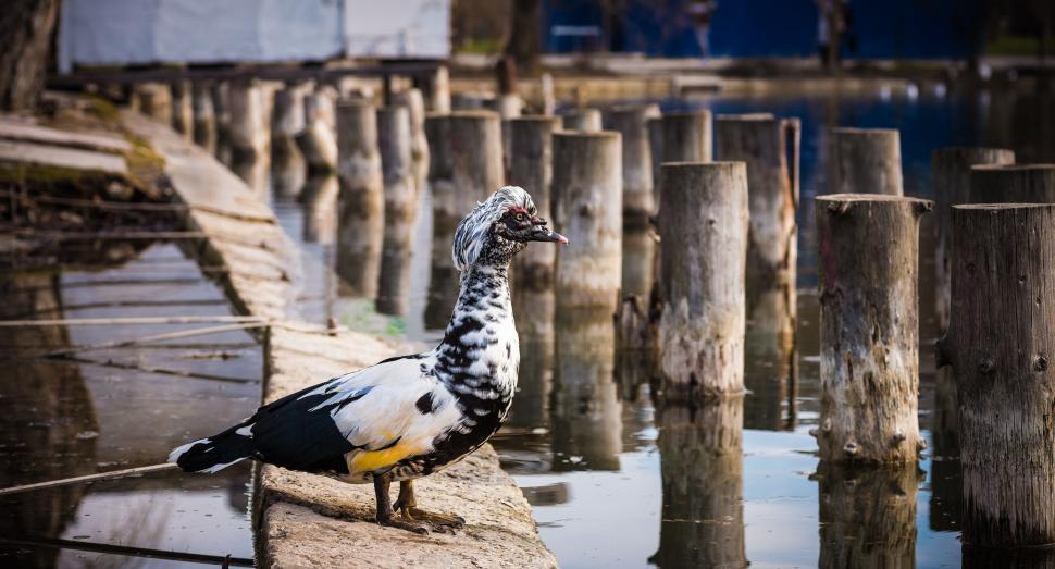 Free Image of Black and White Bird Standing on Dock 