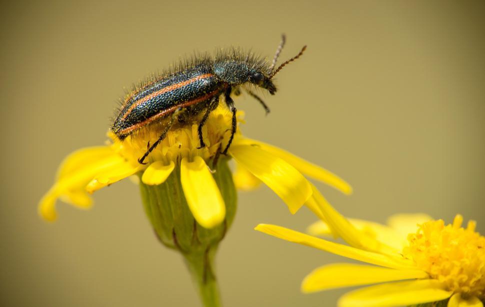 Free Image of Blue and Black Insect on Yellow Flower 