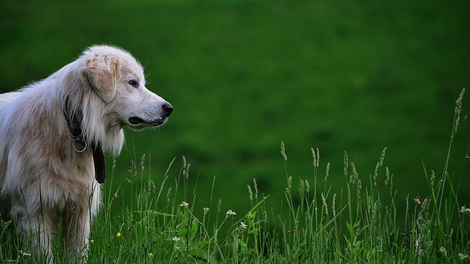 Free Image of White Dog Standing in Grassy Field 