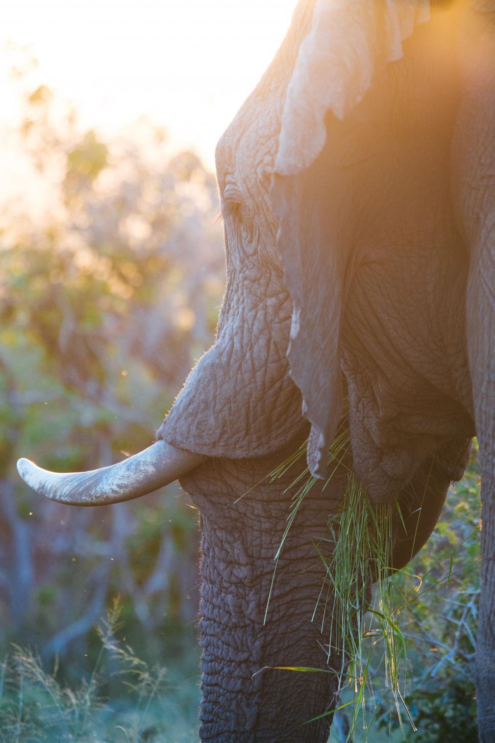 Free Image of Elephant Eating Grass Up Close 