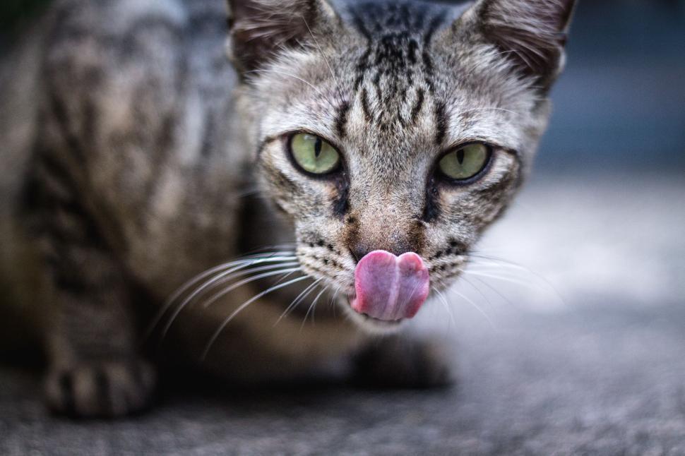Free Image of Cat With Pink Tongue Sticking Out 