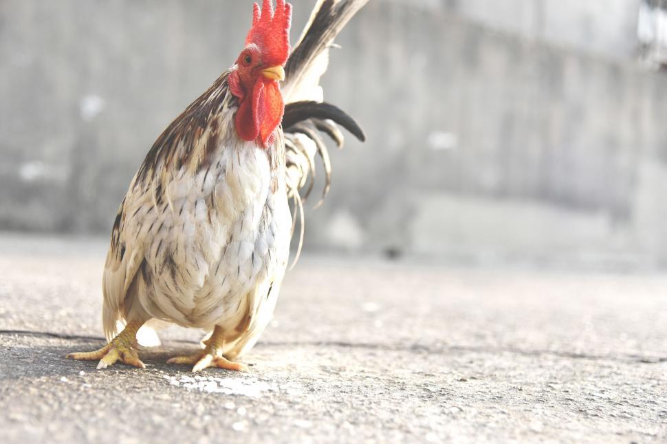 Free Image of Close Up of Rooster on Street 