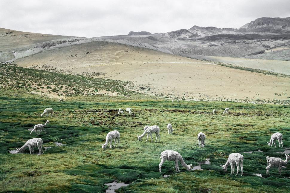 Free Image of Herd of Sheep Grazing on Lush Green Hillside 