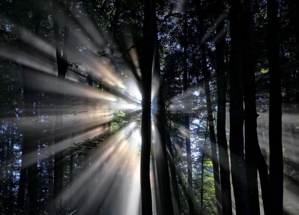 Free Image of Sunlight Filtering Through Trees in Forest 