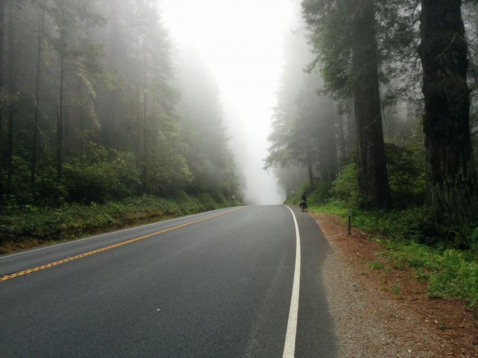 Free Image of Foggy Road in the Forest 