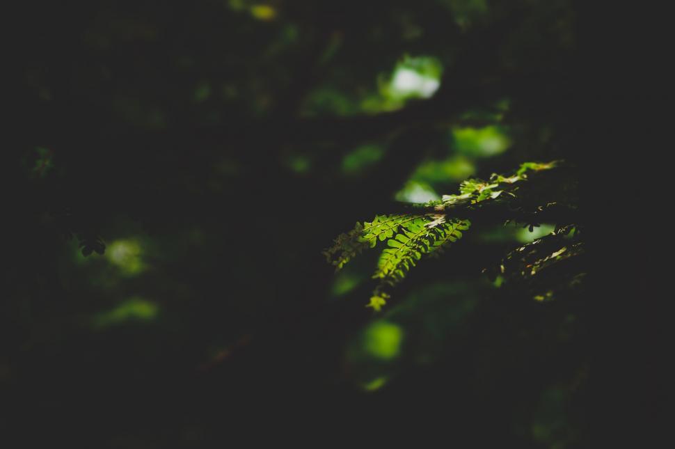 Free Image of Blurry Close-Up of Fern Leaf 