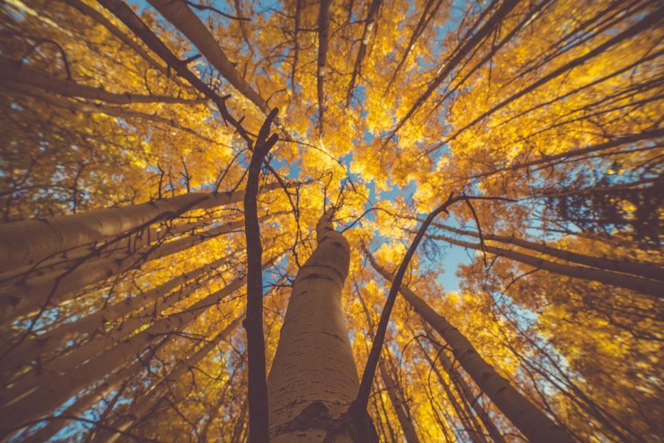 Free Image of Looking Up at a Towering Tree in a Forest 