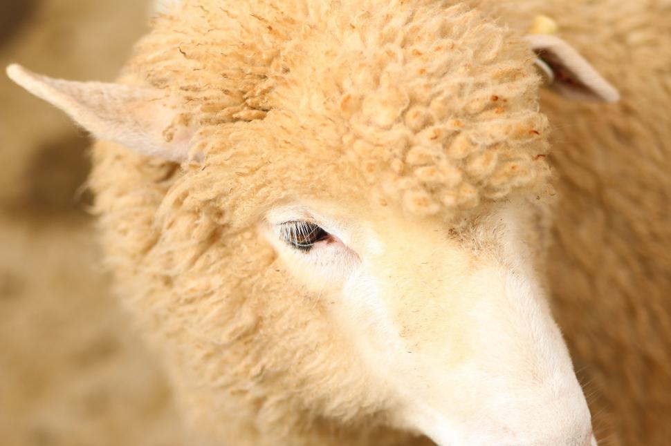 Free Image of Close Up of a Sheep With Blurry Background 