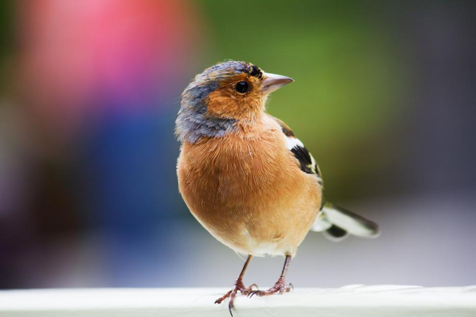 Free Image of Small Bird Perched on Top of Table 