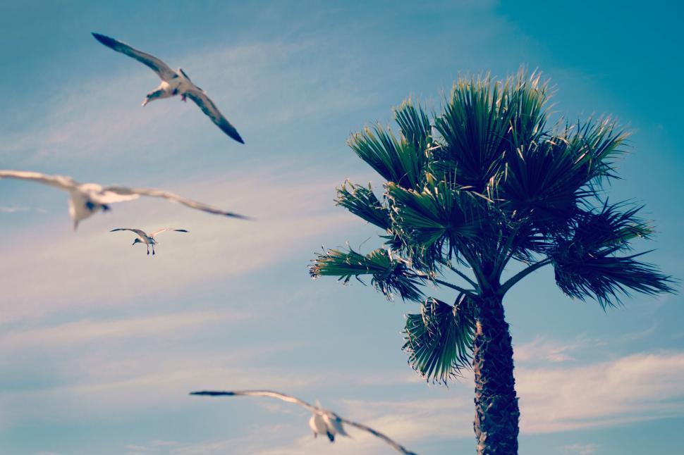 Free Image of Flock of Seagulls Flying Over Palm Tree 