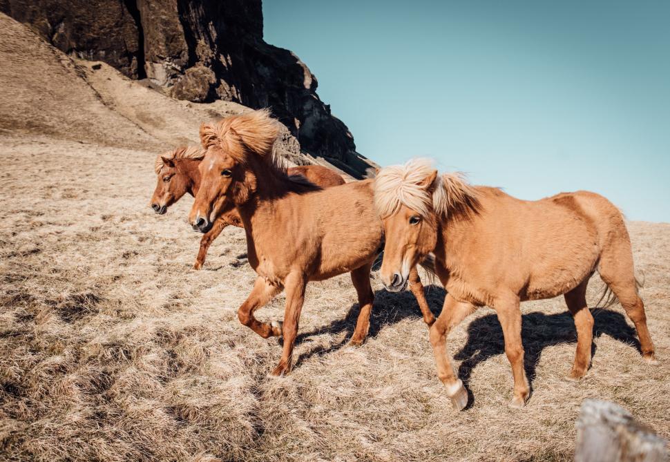Free Image of Two Horses Standing in the Dirt 
