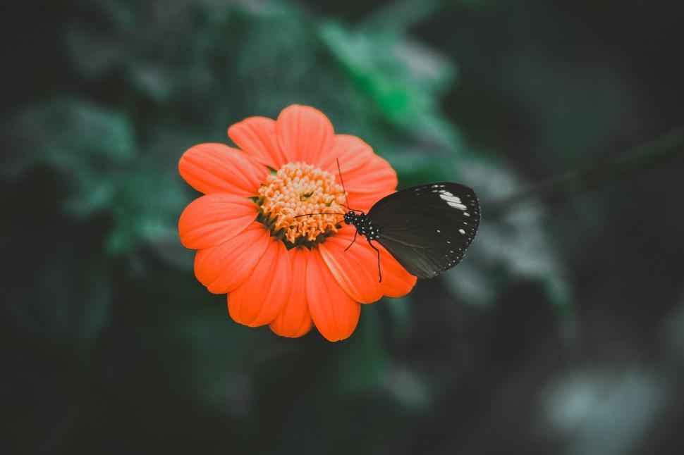 Free Image of Orange Flower With Black Butterfly 