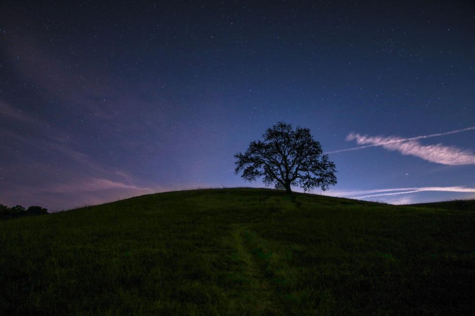 Free Image of Lone Tree on Lush Green Hillside 