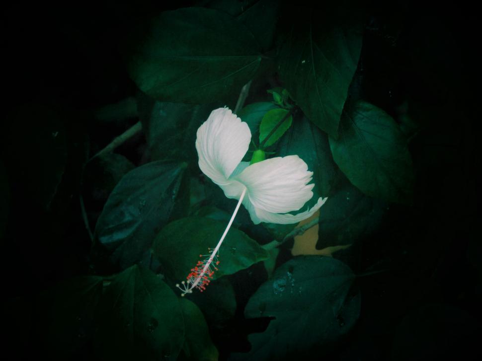 Free Image of White Flower With Green Leaves in the Dark 