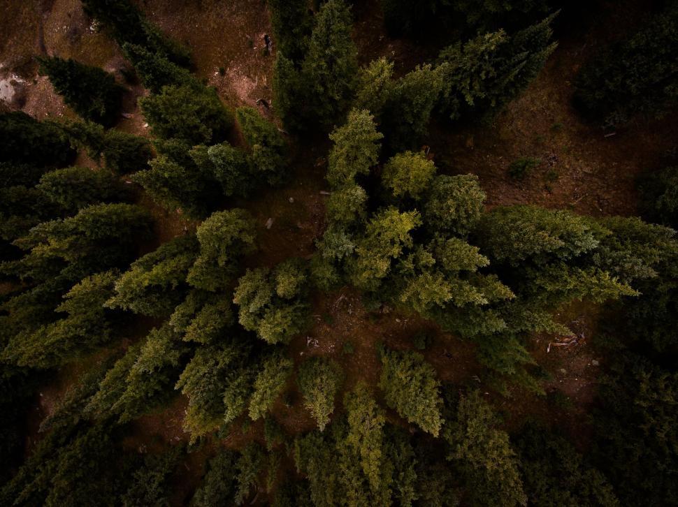 Free Image of Aerial View of a Tree in a Forest 