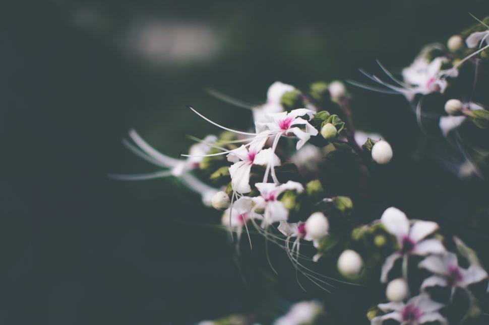 Free Image of Cluster of White Flowers With Pink Centers 