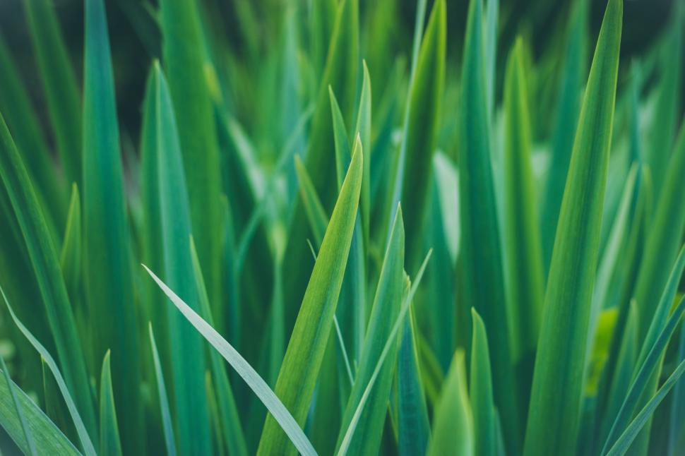 Free Image of Close Up of Green Grass With Blurry Background 