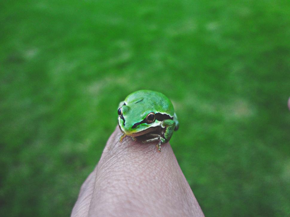 Free Image of Small Green Frog Perched on Persons Finger 