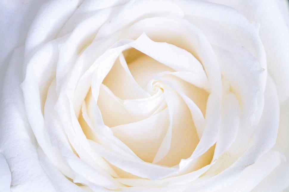 Free Image of Close Up View of a White Rose 