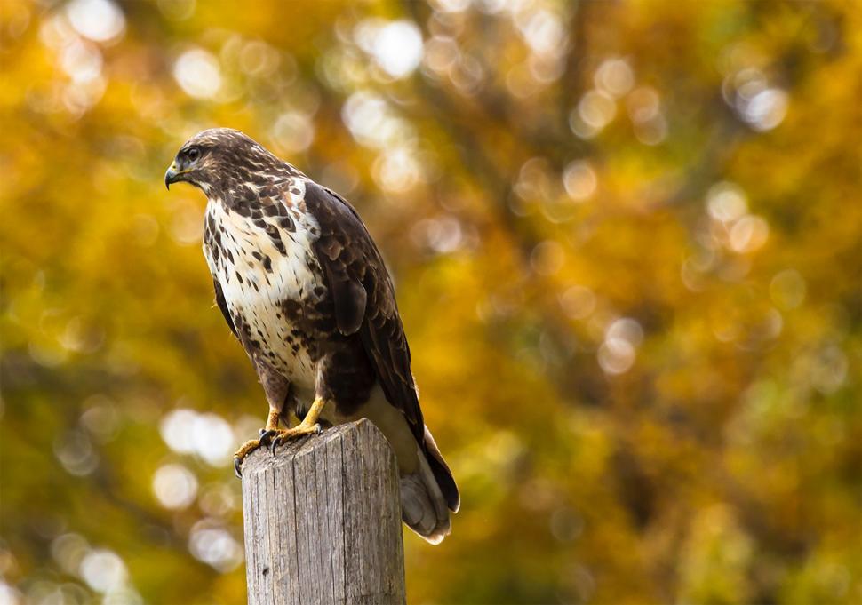 Free Image of Hawk Perched on Wooden Post 
