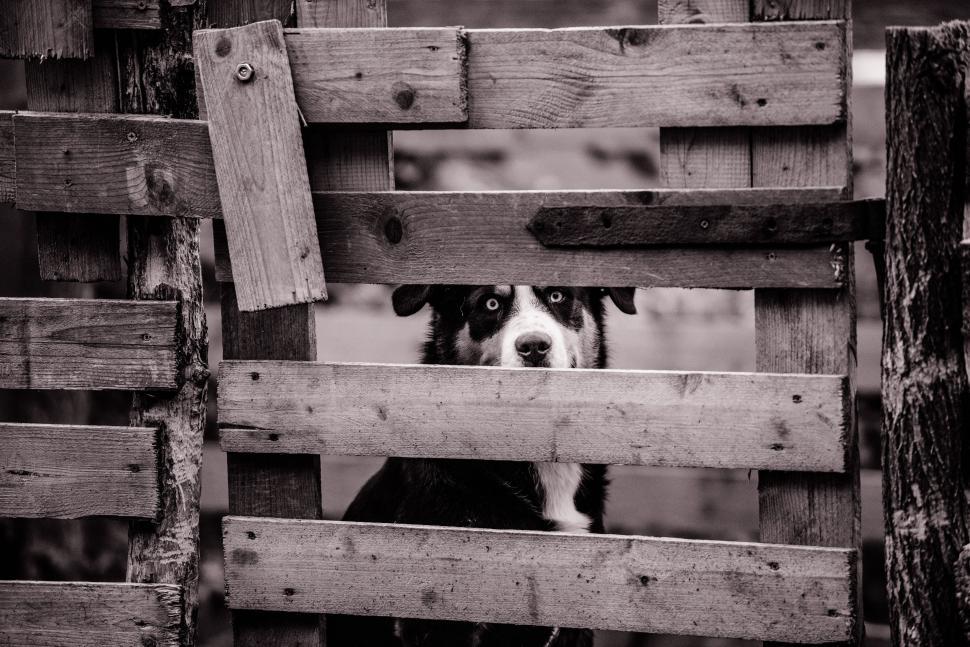 Free Image of Black and White Dog Peeking Behind Wooden Fence 