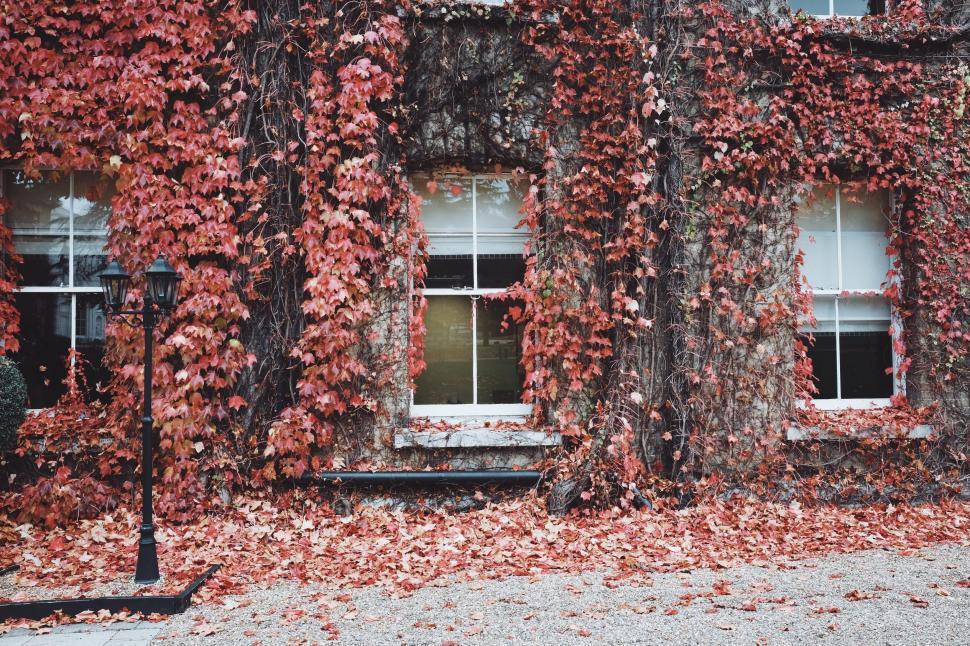 Free Image of Building Covered in Red Leaves and Black Umbrella 