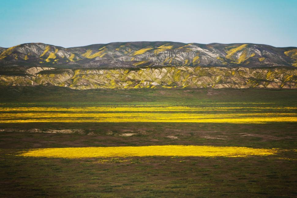 Free Image of Field With Yellow Flowers and Mountain in Background 