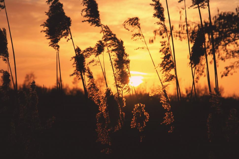 Free Image of Sun Setting Behind Tall Grass 