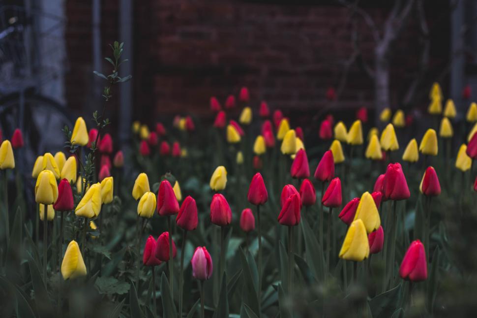 Free Image of tulip tulips spring flower plant garden flowers flora blossom floral bloom petal field holland dutch colorful pink leaf bouquet blooming netherlands season stem yellow seasonal color 