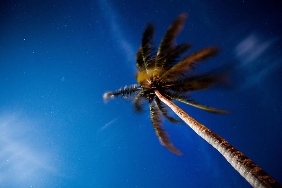Free Image of Tall Palm Tree Under Blue Sky 