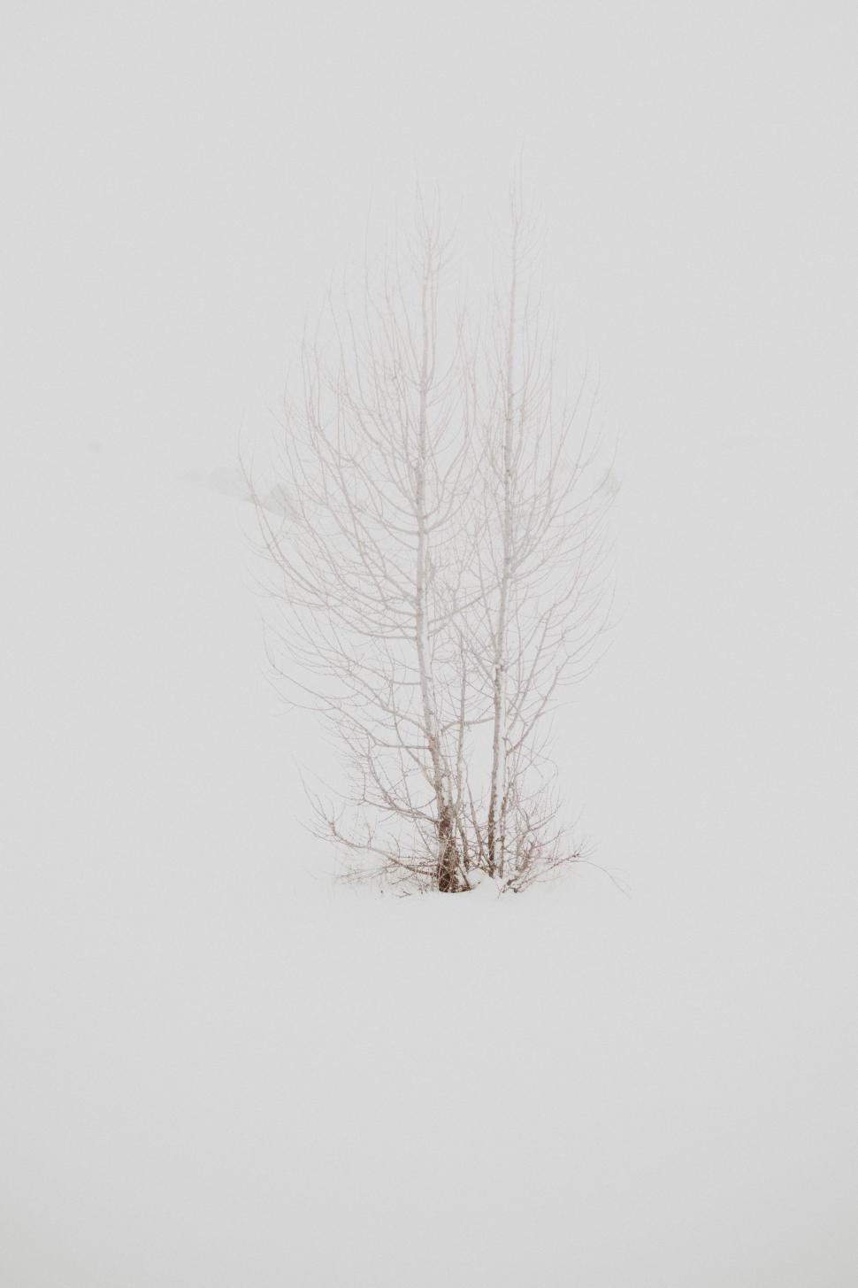Free Image of Lone Tree Standing in Snowy Field 