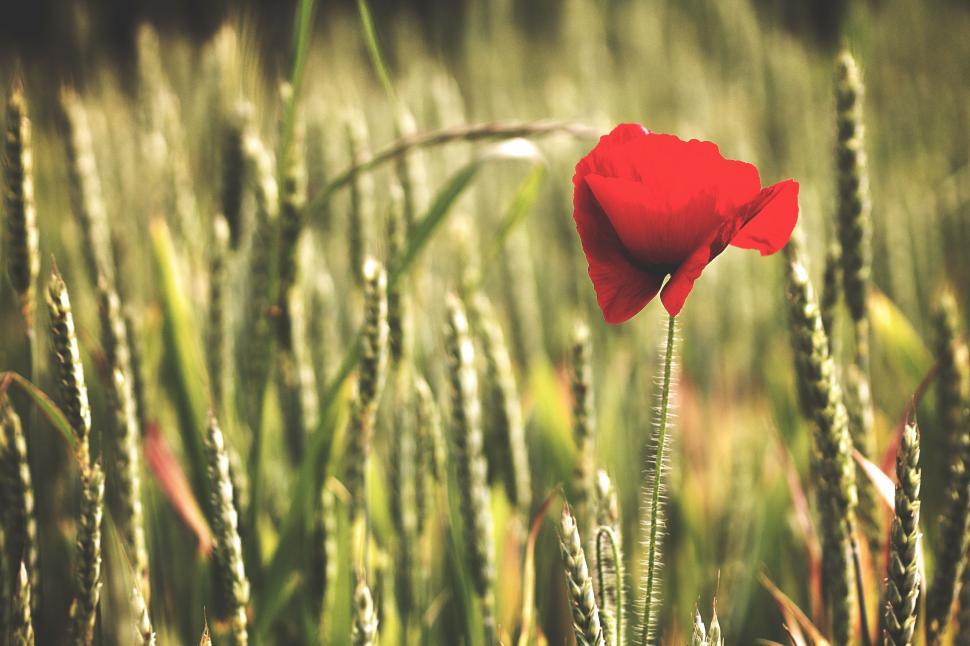 Free Image of Red Flower Amidst Tall Grass 