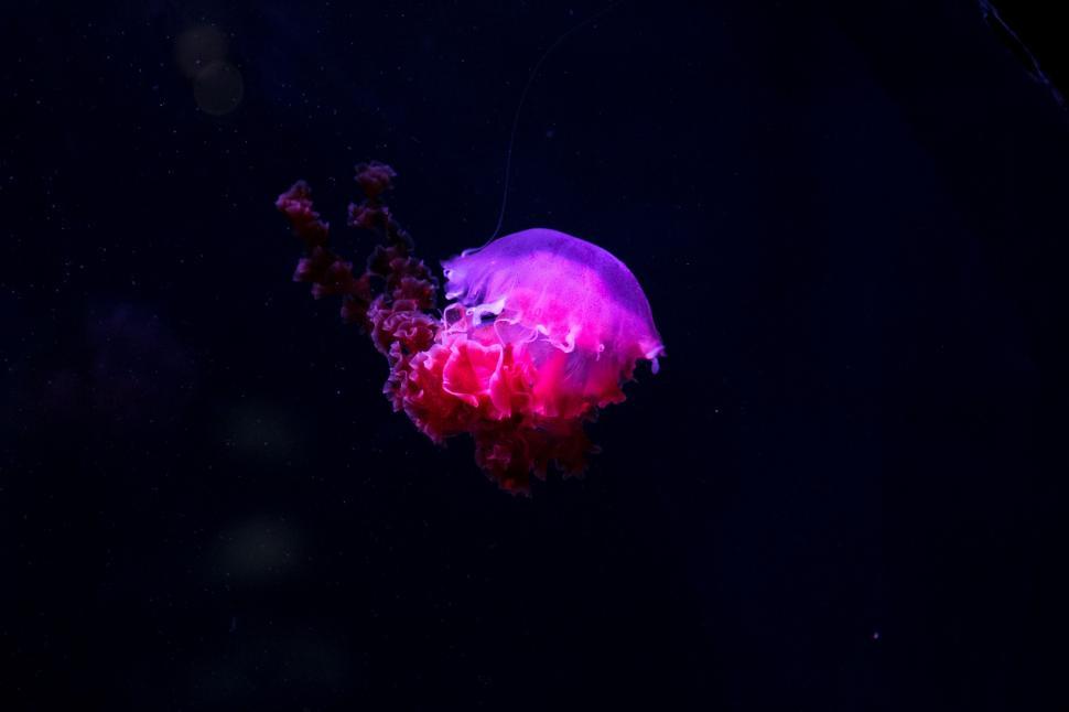 Free Image of Purple and Red Jellyfish Floating in the Dark 