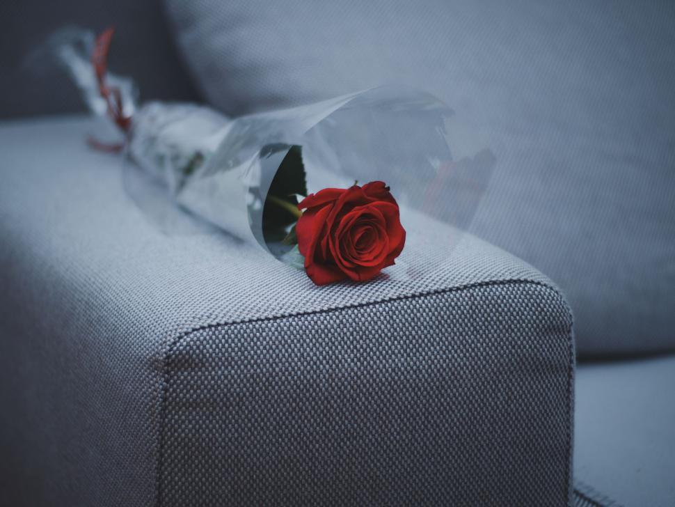 Free Image of Red Rose on Top of Couch 