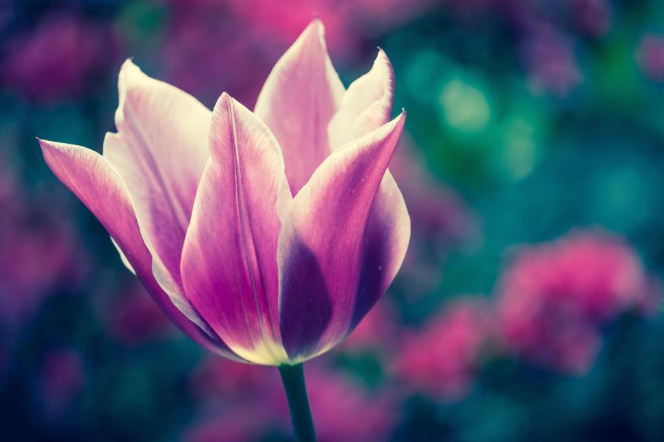 Free Image of Pink Flower With Blurry Background 