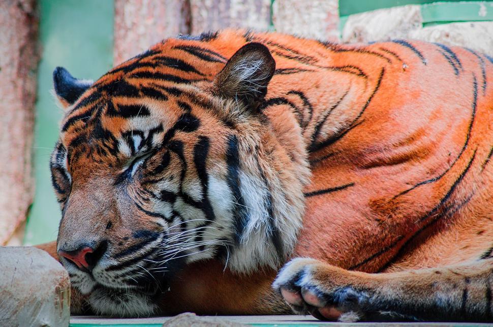 Free Image of Large Tiger Laying on Wooden Bench 