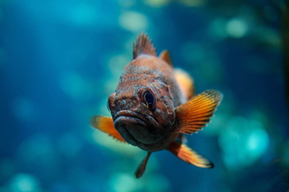 Free Image of Close Up of Fish in Aquarium 