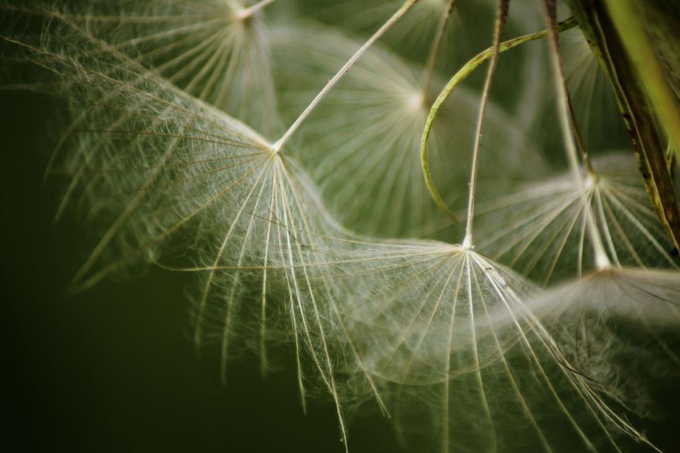 Free Image of Close-Up of Dandelion on Dark Background 