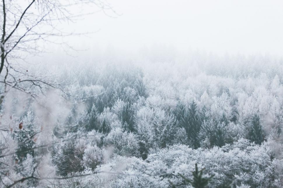 Free Image of Snow Covered Forest With Trees in Background 