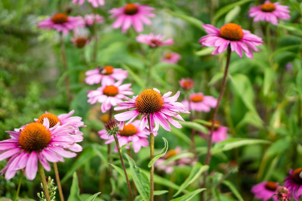 Free Image of Pink Flowers Growing in Grass 