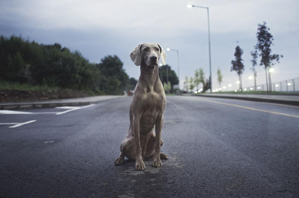 Free Image of Dog Sitting on Side of Road 