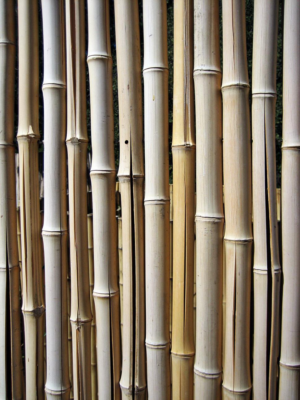 Download Free Stock Photo of Bamboo Fence 
