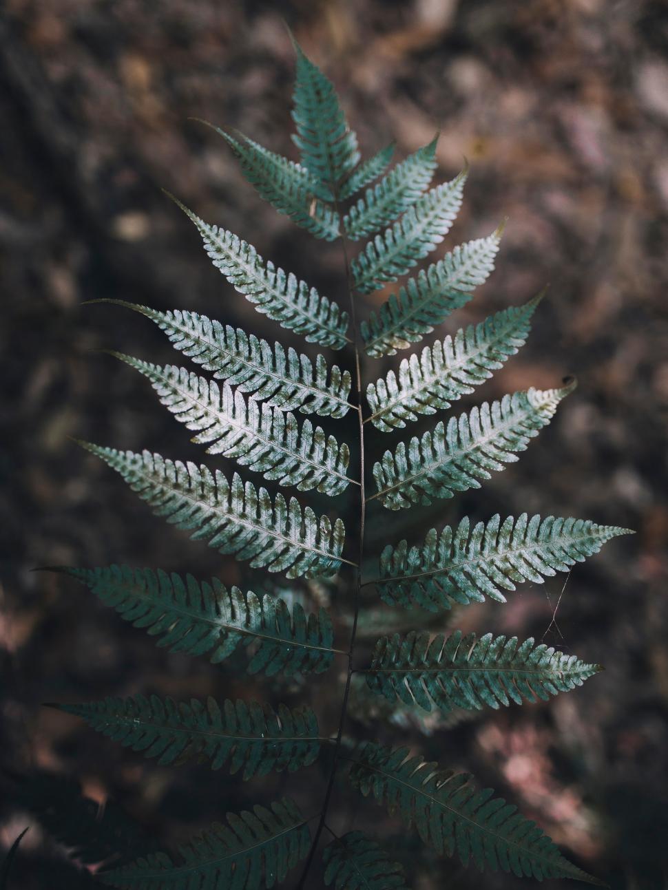 Free Image of Close Up of a Leaf on a Plant 