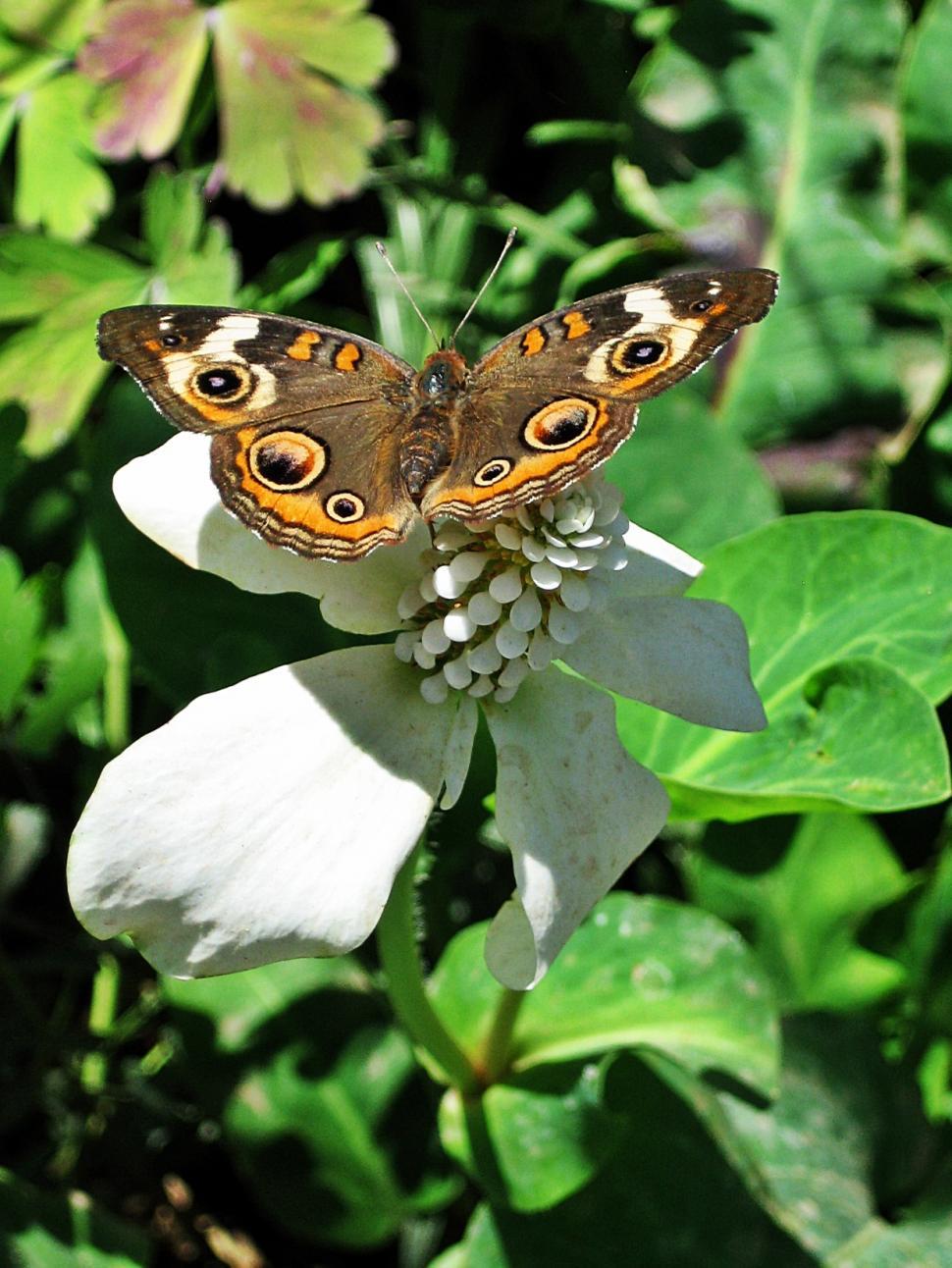 Free Image of Butterfly on Flower 
