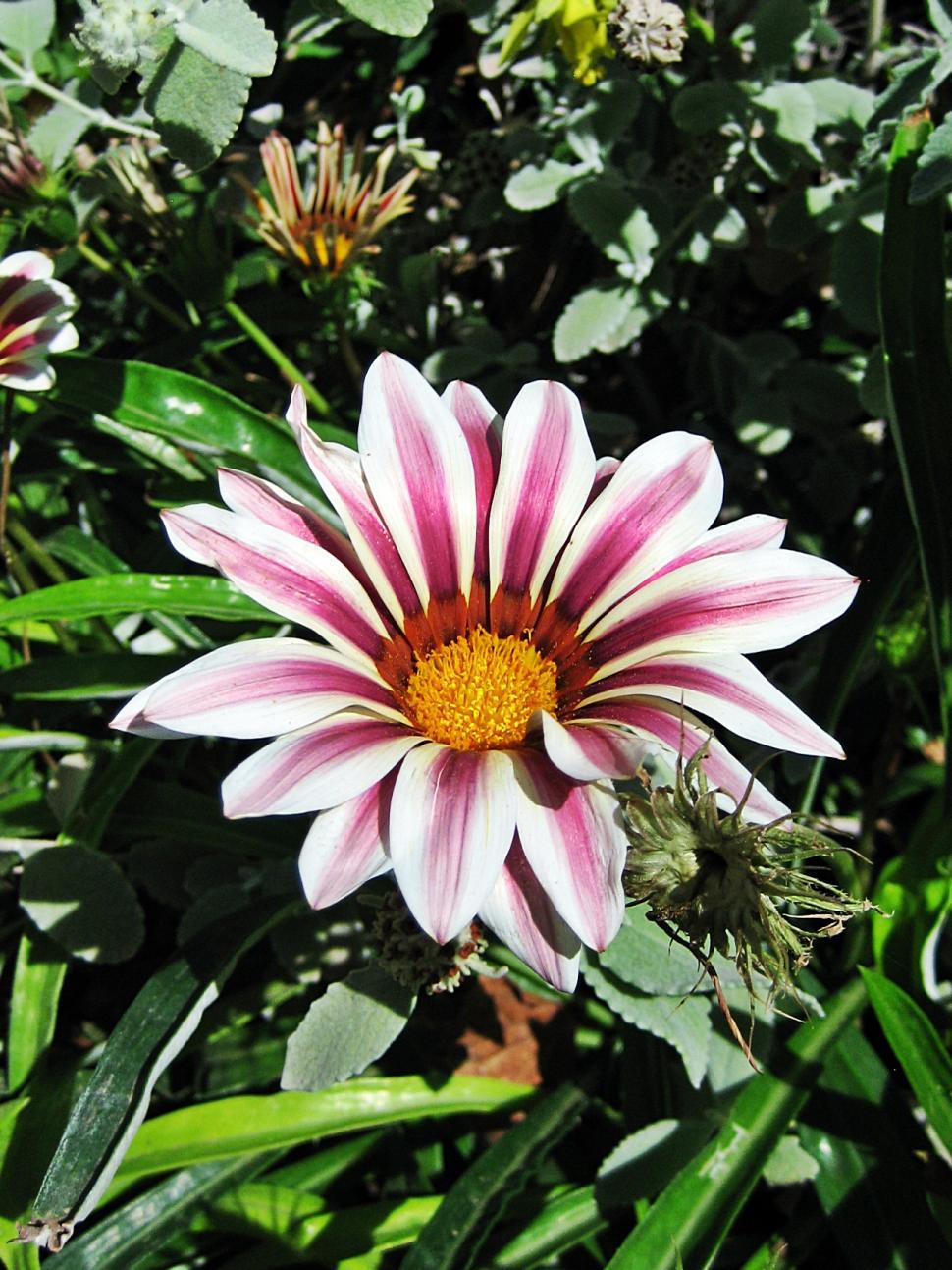 Free Image of Pink and White Flower 