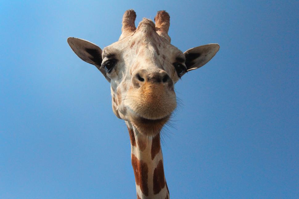 Free Image of Giraffes Head Close-Up Against Blue Sky 