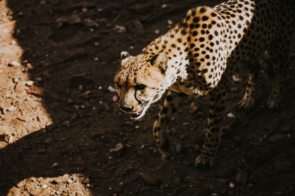 Free Image of Cheetah Walking on Dirt Path in the Wild 