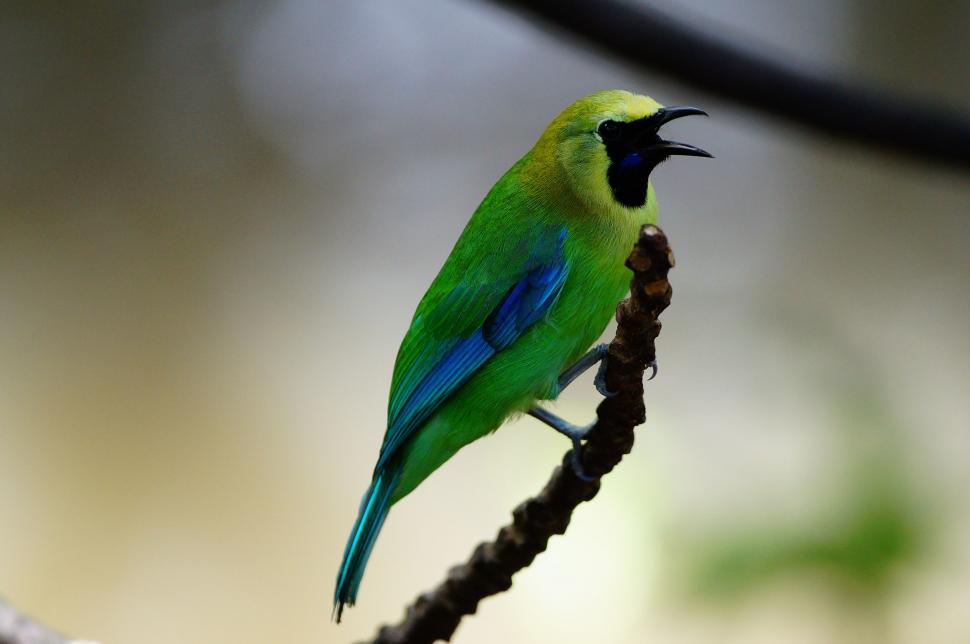 Free Image of Green and Blue Bird Perched on Wire 