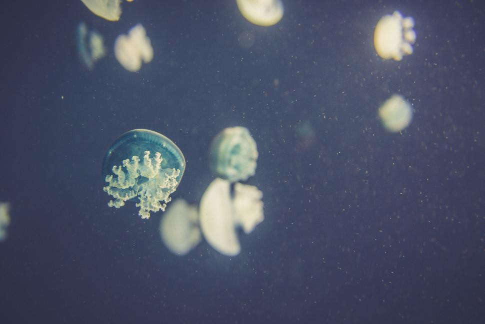 Free Image of Group of Jellyfish Floating in the Water 